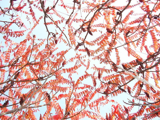 weiß kreuz hentai autumn morelikethis collections colour sumach redness keswickpinhead