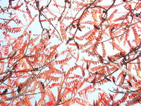 weiß kreuz hentai autumn colour sumach redness keswickpinhead morelikethis collections